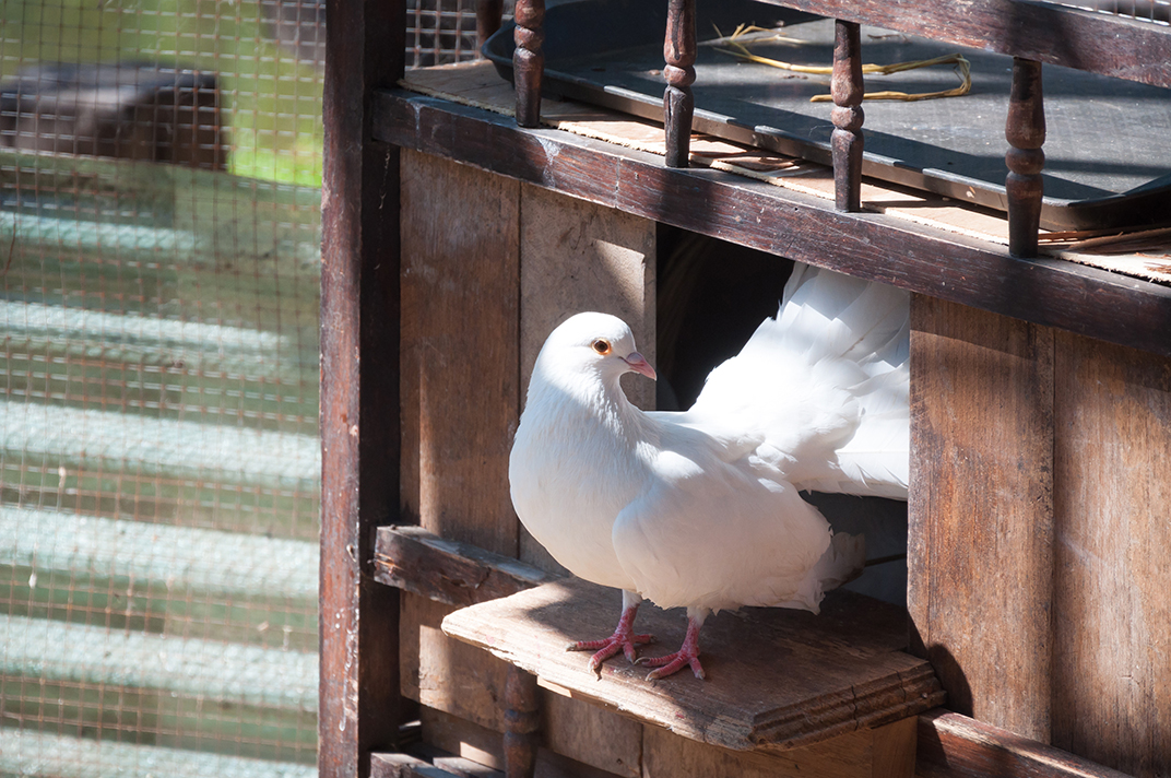 American Racing Pigeon Union, Inc. – Feathered Athletes of the Sky