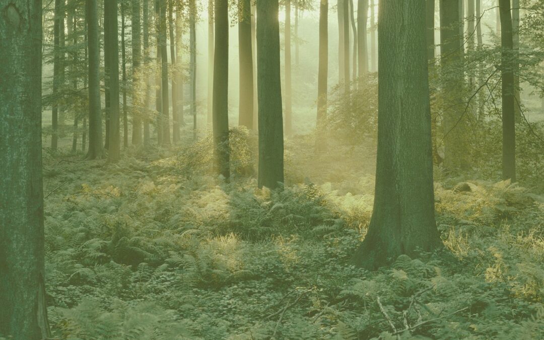 Realistic Charlotte Mason : The Benefits of Short Lessons in the Charlotte Mason Method